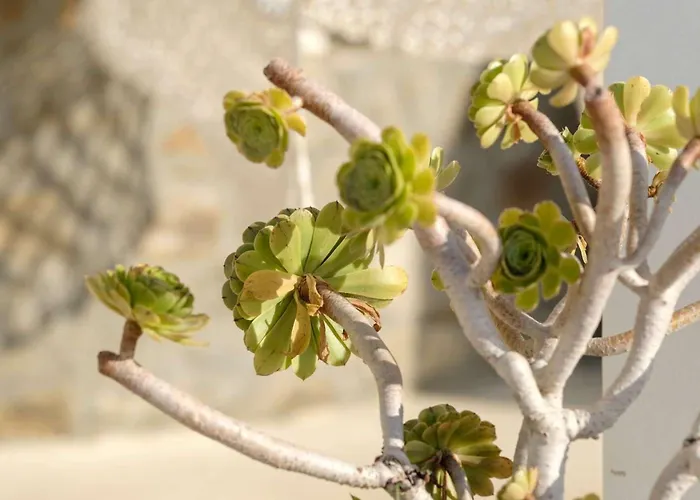 3 Paros All Season Villas Сasa de vacaciones